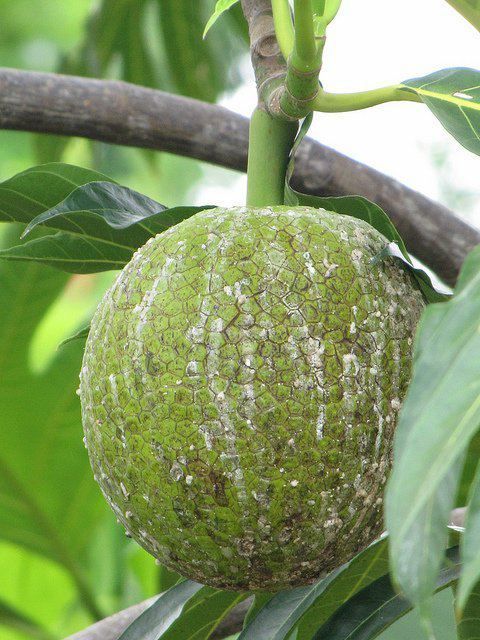 A green breadfruit ripening on the branch among broad leaves