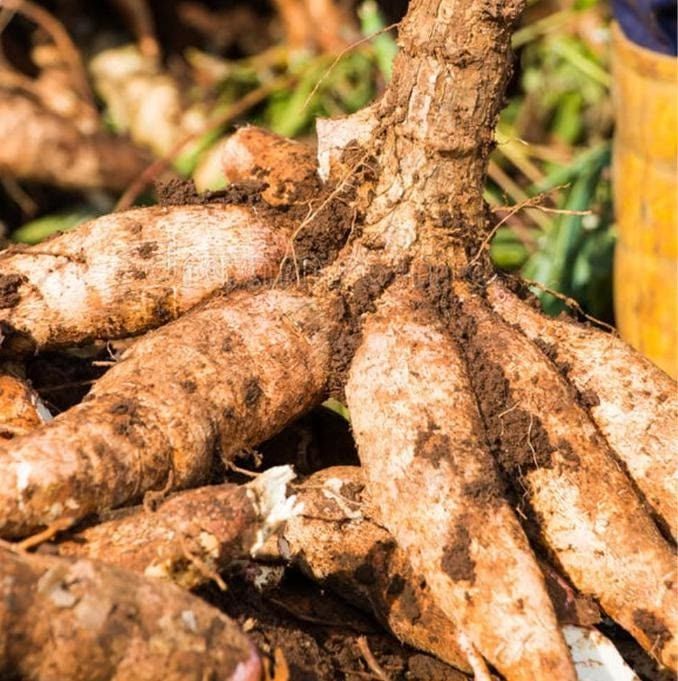 Freshly harvested cassava roots with soil still clinging to the skin