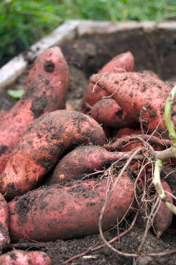 Red-skinned sweet potatoes lifted from a garden bed, roots and vines attached